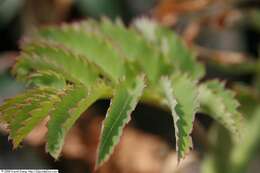 Image de Melianthus major L.