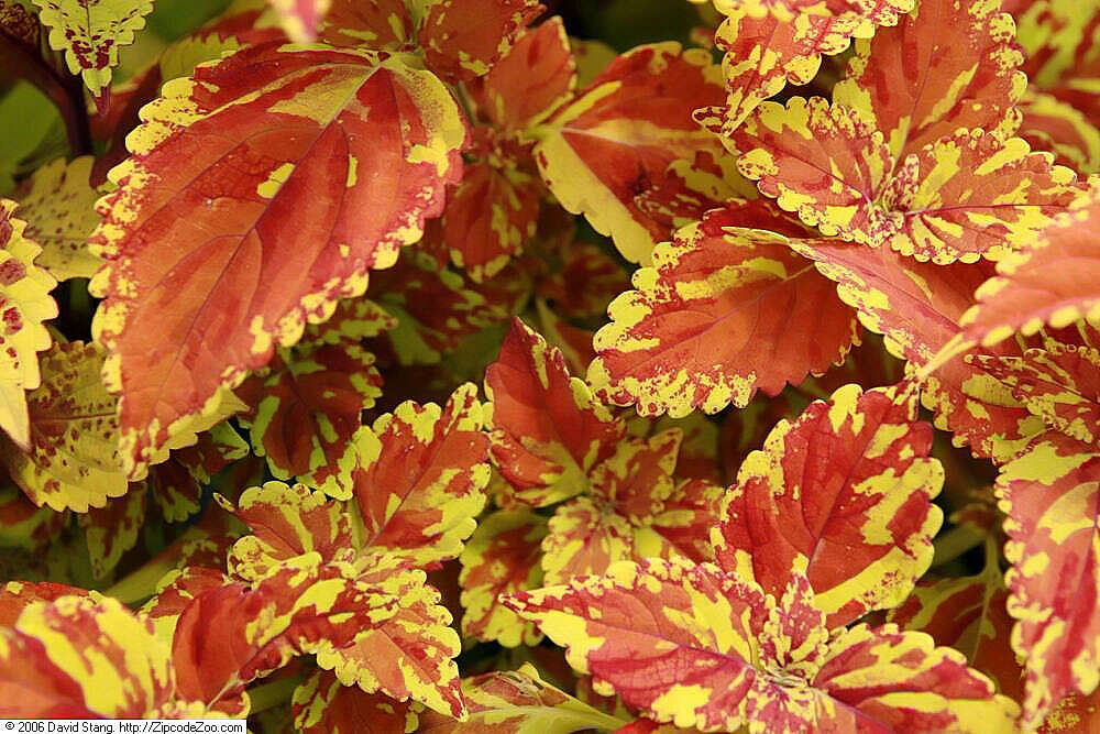 Image of common coleus