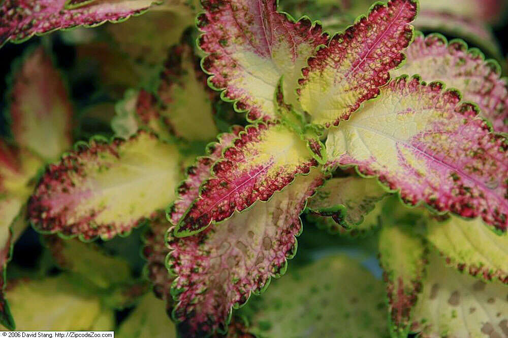 Image of common coleus