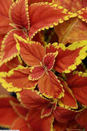 Image of common coleus