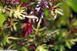 Image of common coleus