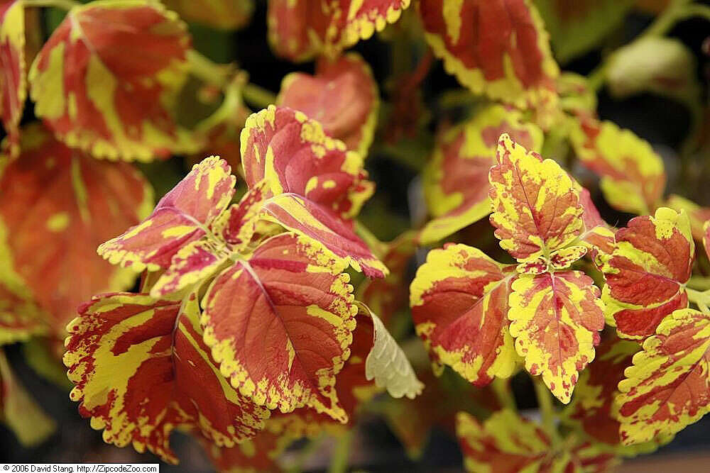 Image of common coleus