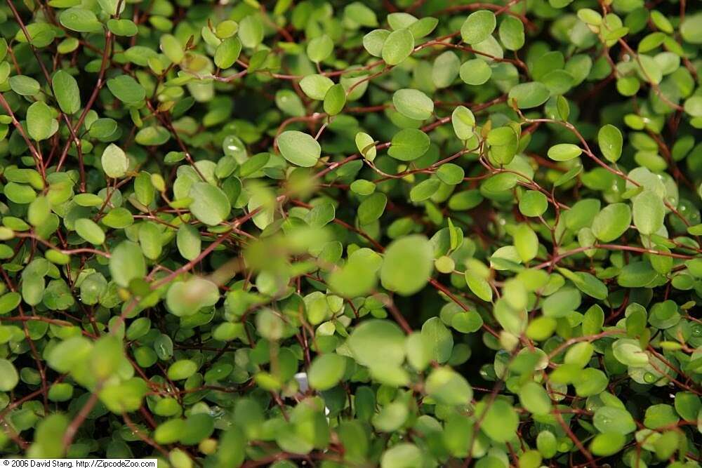 Image of maidenhair vine