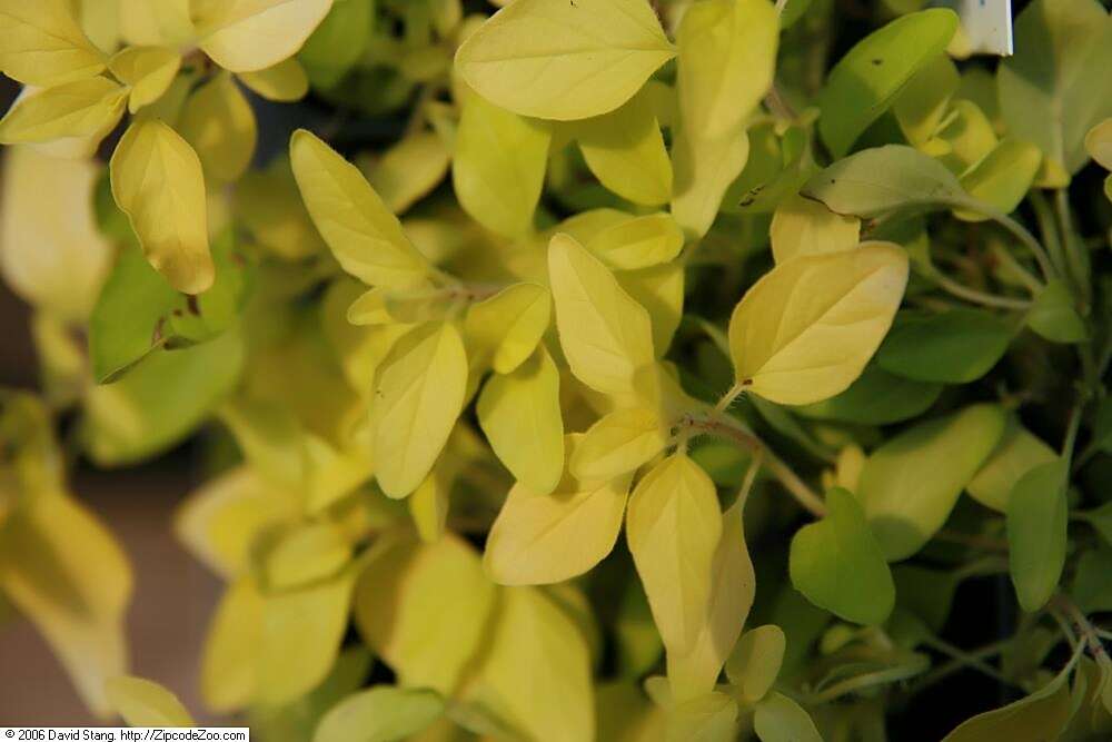 Image of oregano