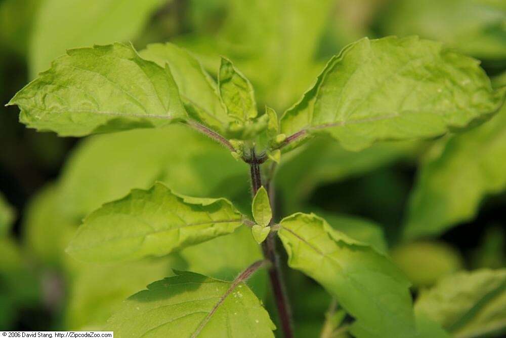 Image of sweet basil