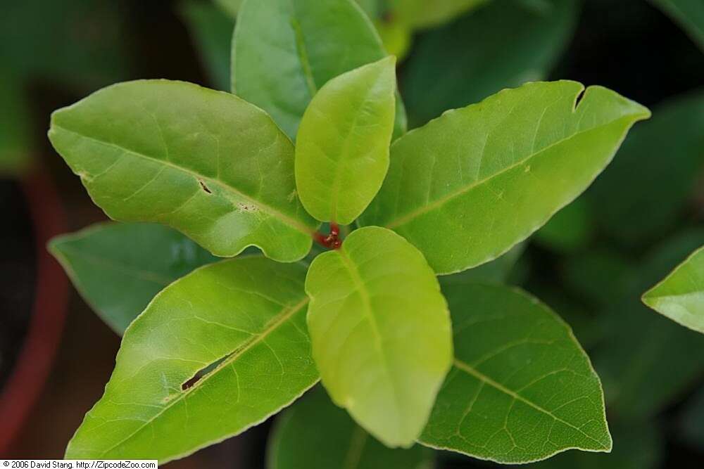 Image of Laurus Nobilis