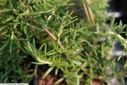 Image of Rosemary