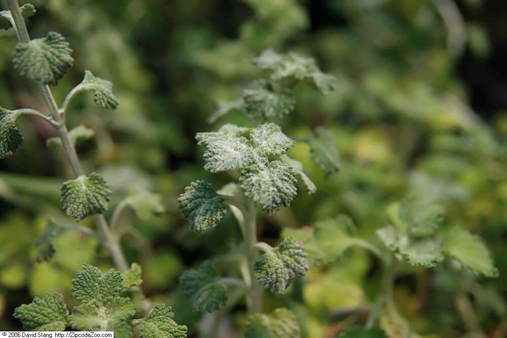 Image of horehound