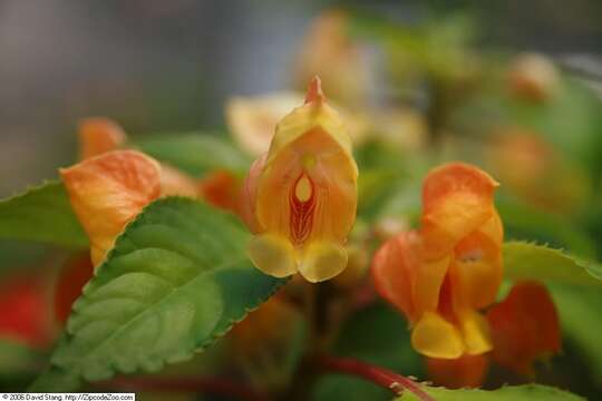 Image of Impatiens auricoma Baill.