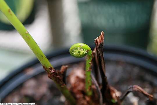 Image of ostrich fern