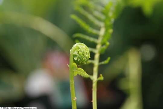 Image of ostrich fern