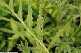 Image of sensitive fern