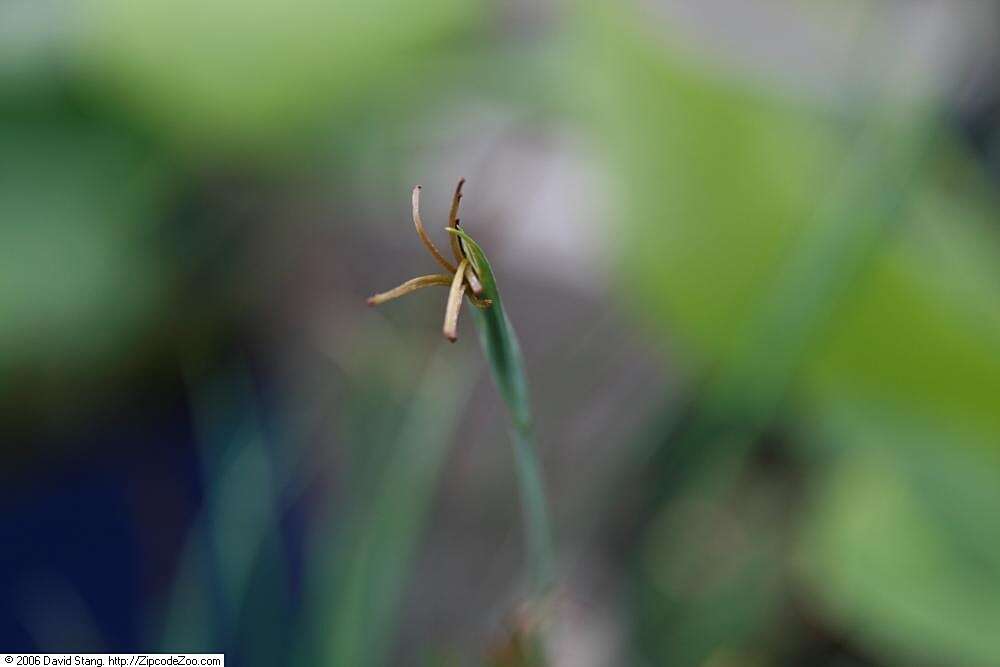 صورة Sisyrinchium bermudiana L.