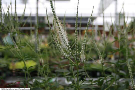 Image of Culver's root