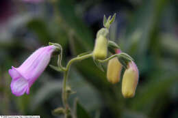 Image of Digitalis thapsi L.