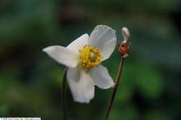 Image of Snowdrop Anemone