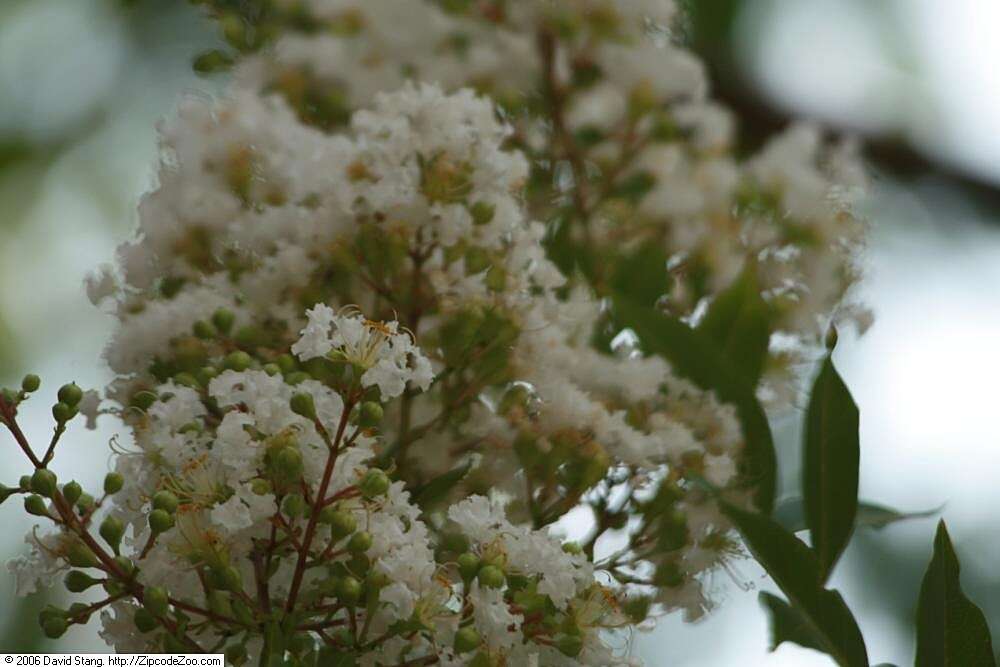 Image of lagerstroemia