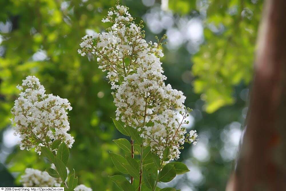 Image of lagerstroemia