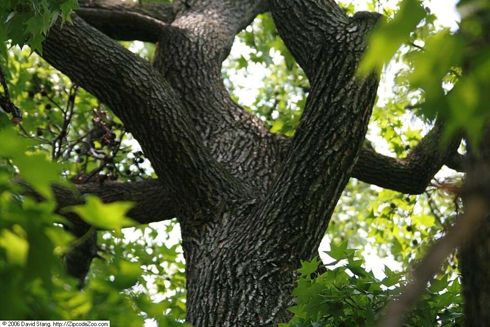 Image of American Sweetgum