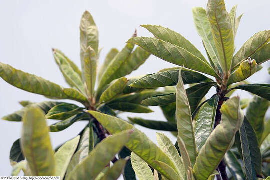 Image of loquat