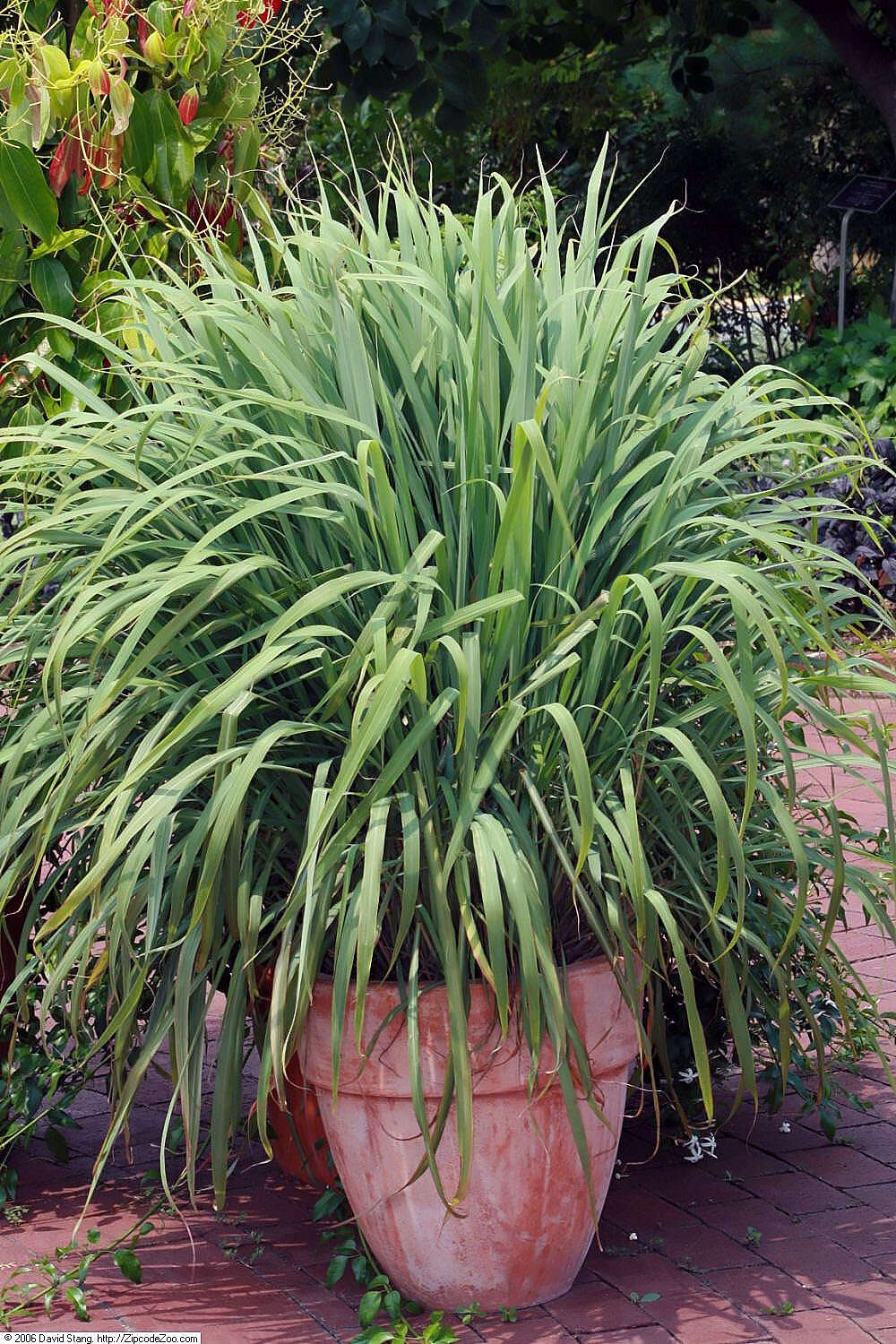 Image of lemon grass