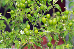 صورة Capsicum annuum var. glabriusculum (Dun.) Heiser & Pickersgill