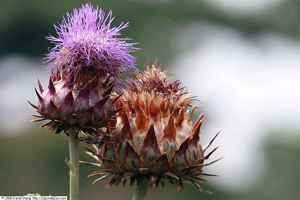 Image of cardoon