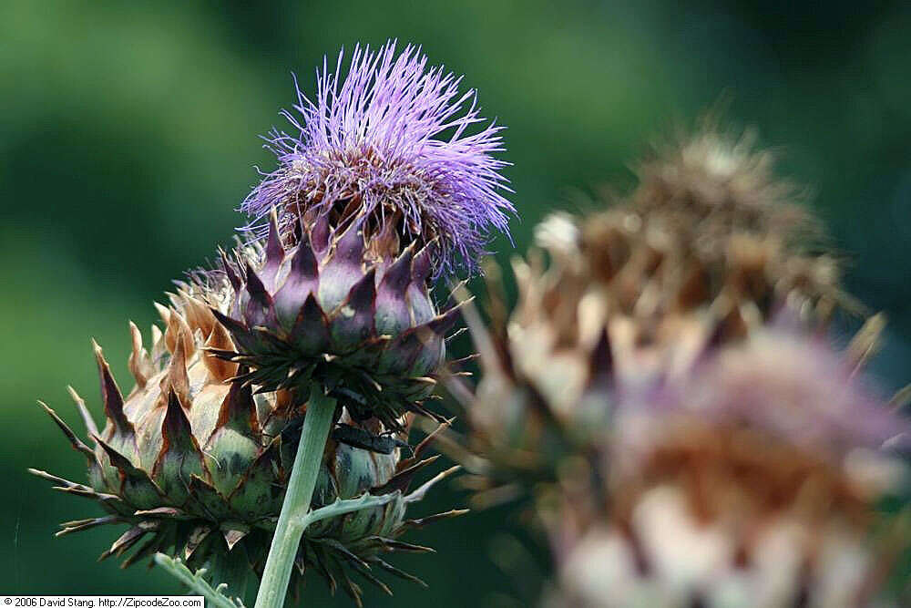 Image of cardoon