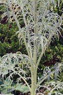 Image of cardoon