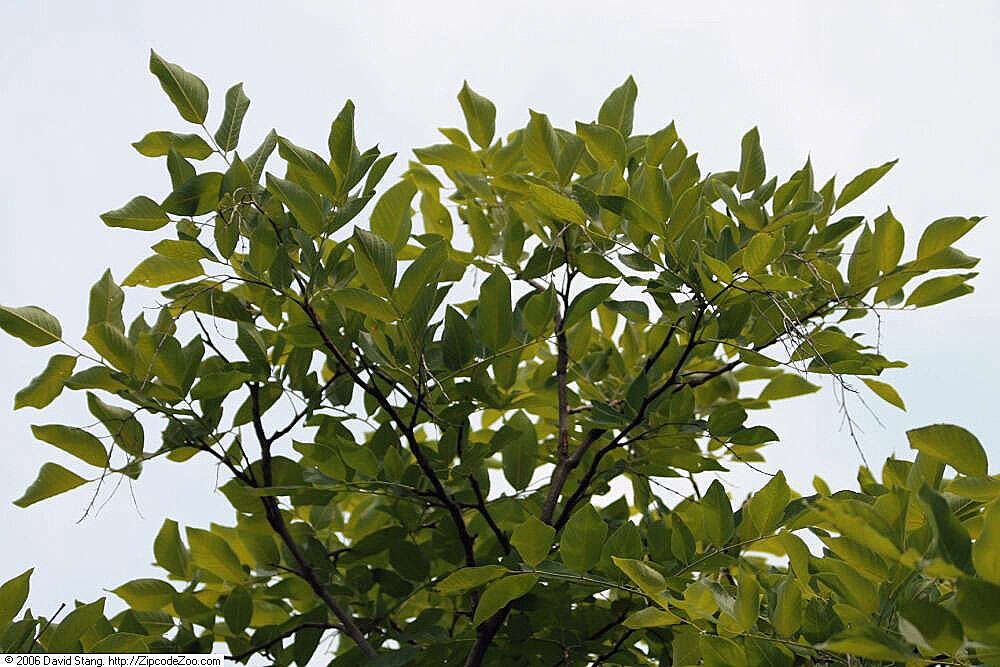 Image of yellowwood