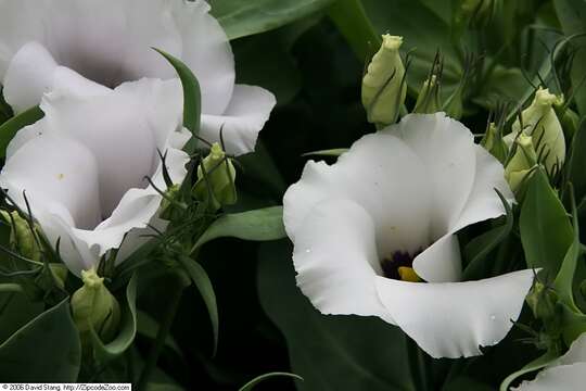 Image of showy prairie gentian