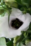 Image of showy prairie gentian