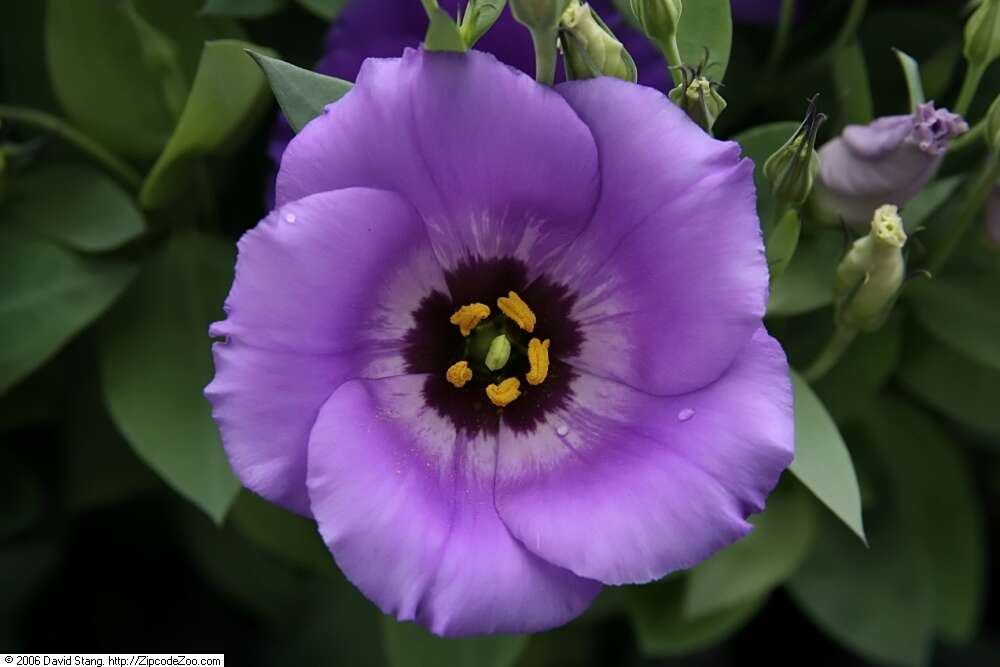 Image of showy prairie gentian