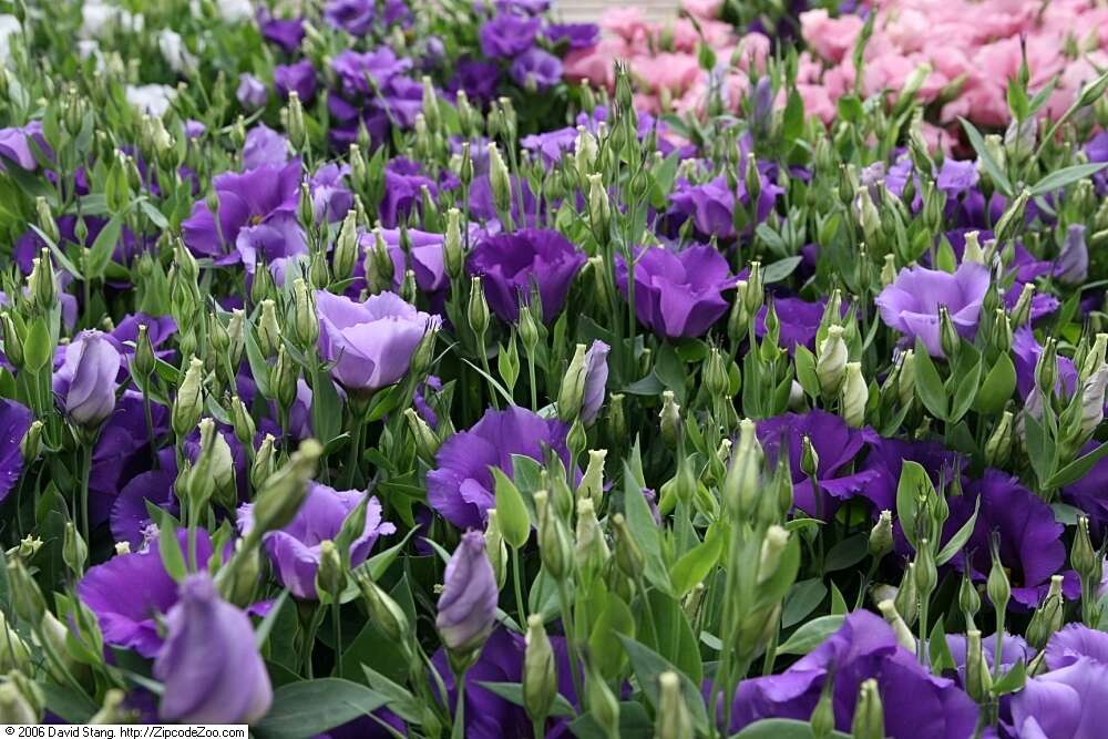 Image of showy prairie gentian