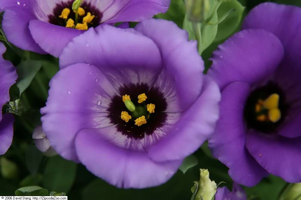 Image of showy prairie gentian