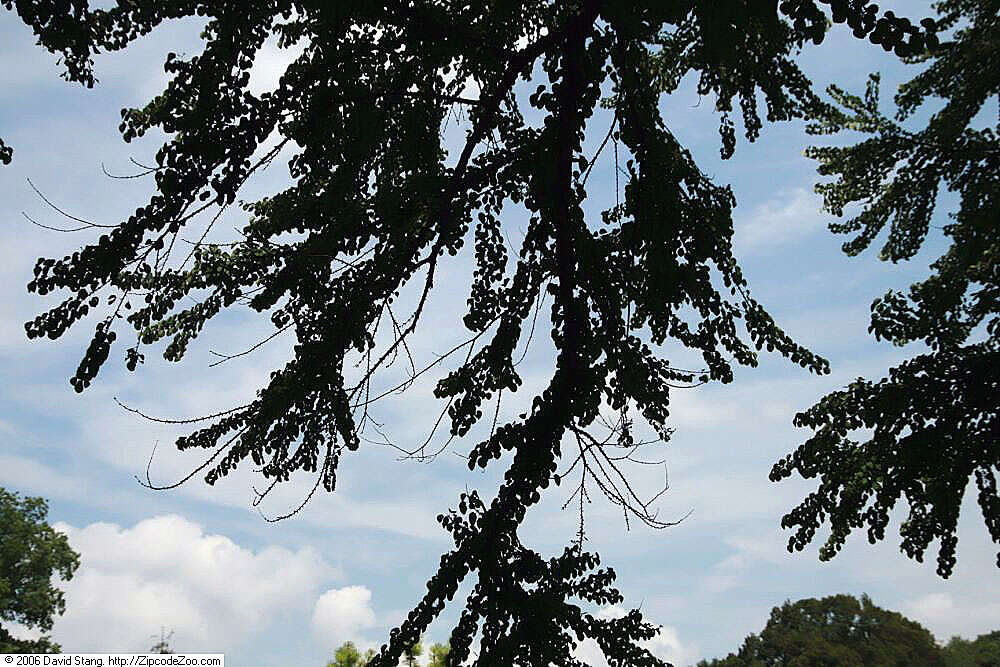 Image of katsura tree family