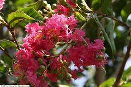 Image of lagerstroemia