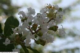 Image of lagerstroemia