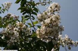 Image of lagerstroemia