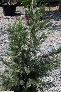 Image of Cupressus × leylandii