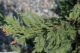 Image of Cupressus × leylandii