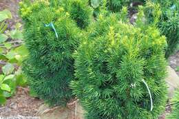 Image of Taxus × media