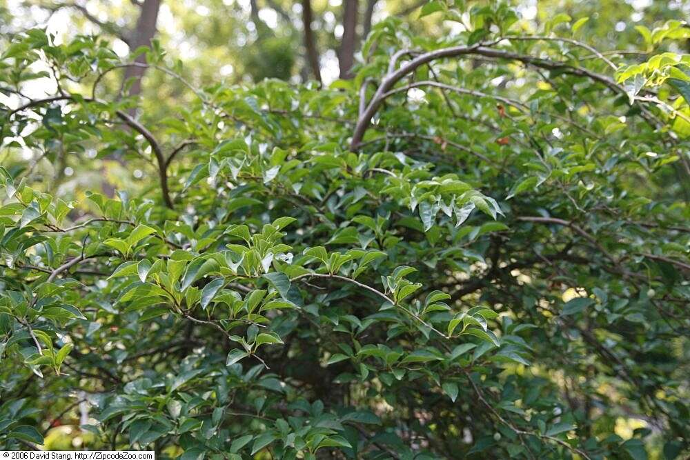 Image of Japanese snowbell