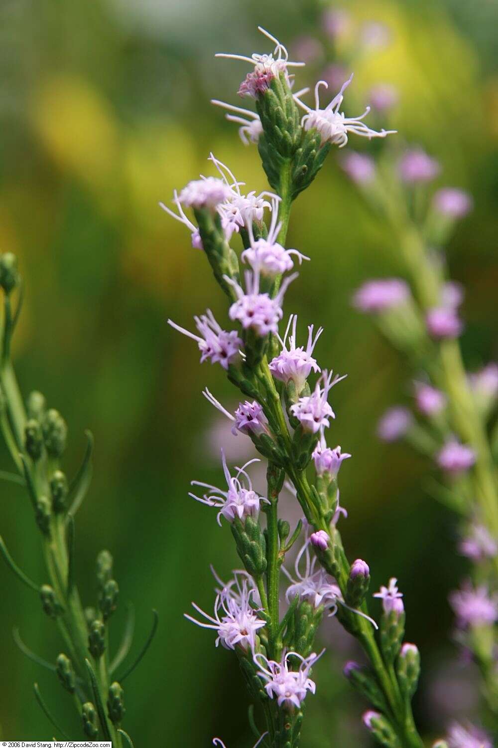 Image of smallhead blazing star