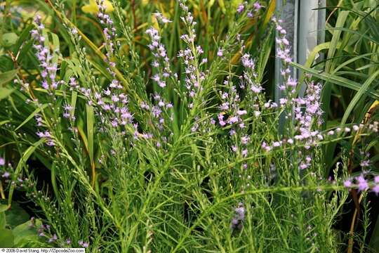 Слика од Liatris microcephala (Small) Schumann