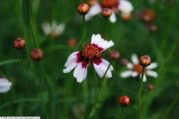 Image of pink tickseed