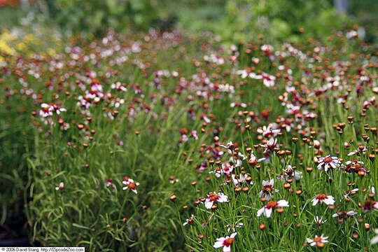 Image of pink tickseed