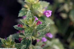 Image of Clinopodium grandiflorum