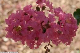 Image of lagerstroemia