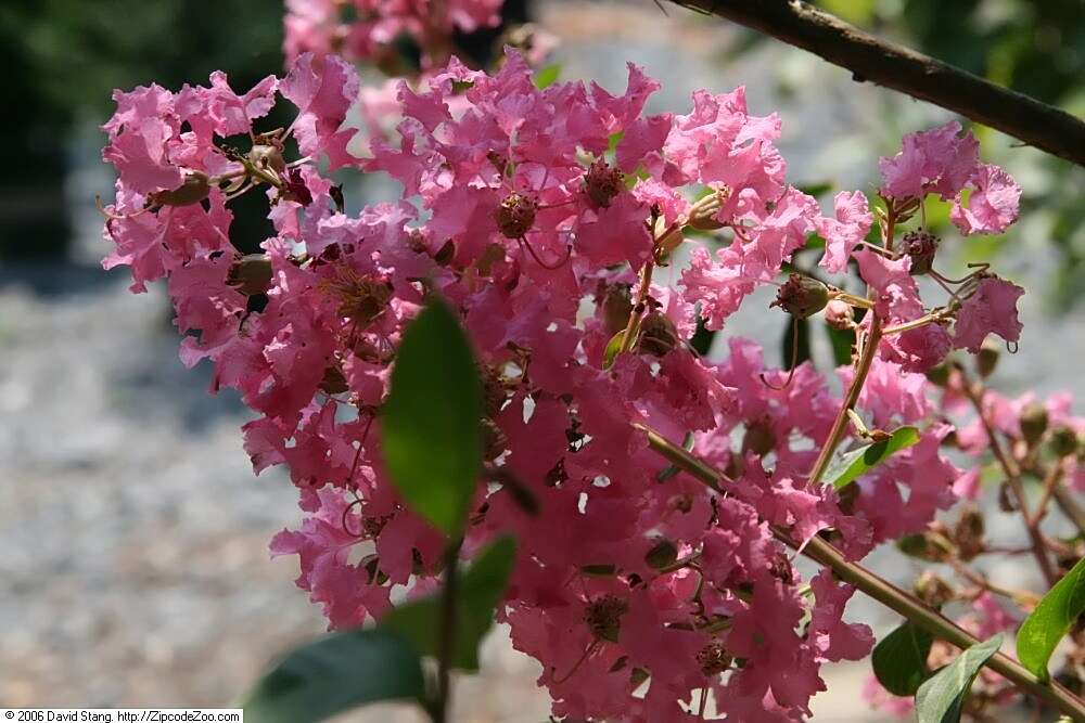 Image of lagerstroemia